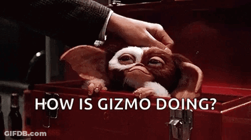 Person Petting Gizmo In Red Box GIF