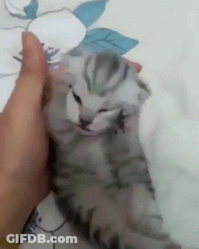 Person Petting Gray Cat On Bed GIF
