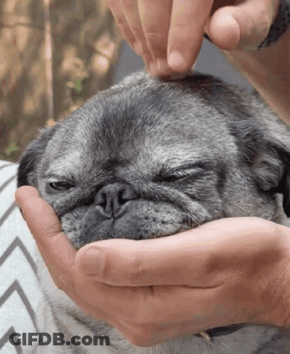 Person Petting Gray Pug GIF