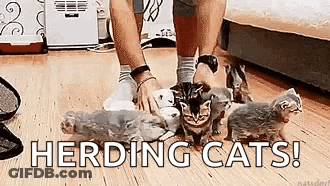 Person Petting Group Of Kittens On Wooden Floor GIF