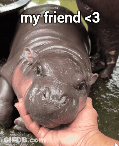 Person Petting Hippopotamus Saying My Friend <3 GIF