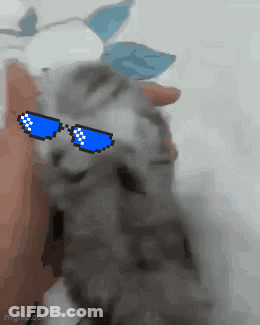 Person Petting Kitten In Pixelated Sunglasses GIF