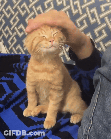 Person Petting Kitten On Blue Blanket GIF
