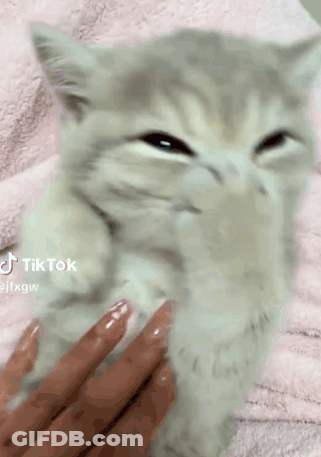 Person Petting Kitten On Pink Blanket GIF