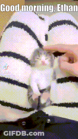 Person Petting Kitten Saying Good Morning Ethan GIF