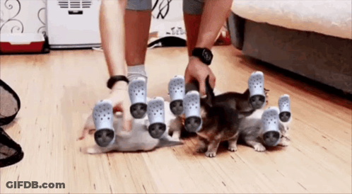 Person Petting Kitten With Crocs On Feet GIF
