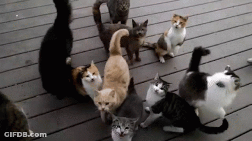 Person Petting Kitten With Crocs On Feet GIF
