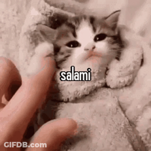Person Petting Kitten Wrapped In Blanket Saying Salami GIF