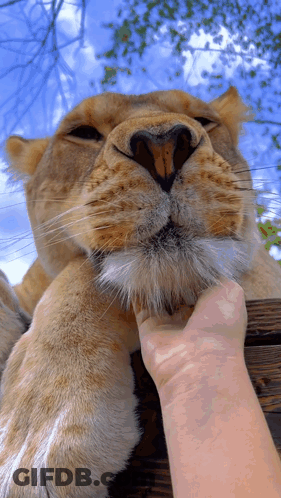 Person Petting Lion's Face GIF