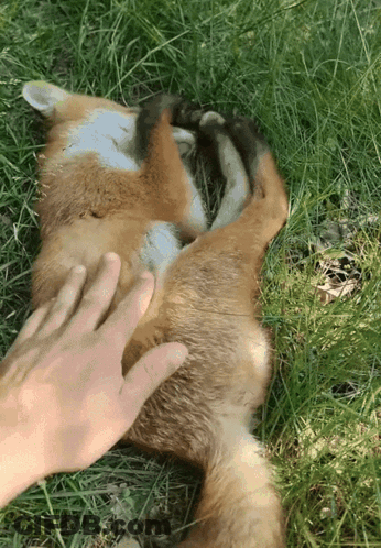 Person Petting Lying Fox GIF