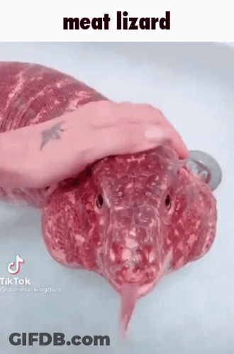 Person Petting Meat Covered Lizard GIF