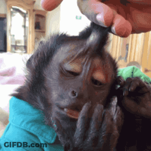 Person Petting Monkey's Head GIF