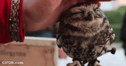 Person Petting Owl On Tree Branch GIF