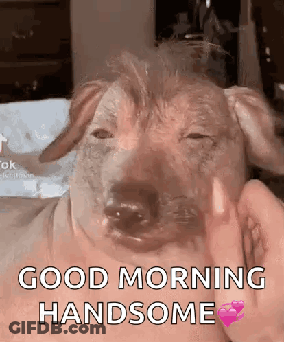 Person Petting Pig-Like Dog Saying Good Morning Handsome GIF