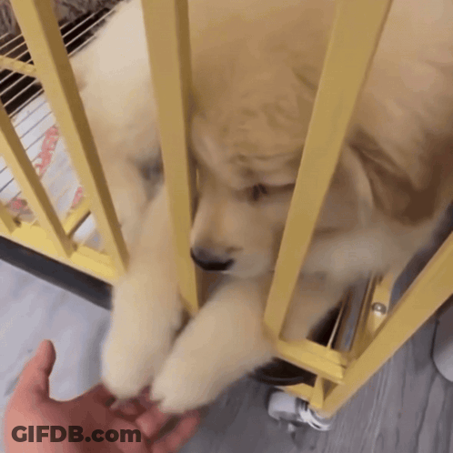 Person Petting Puppy Behind Yellow Cage GIF