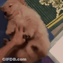 Person Petting Puppy On Back GIF