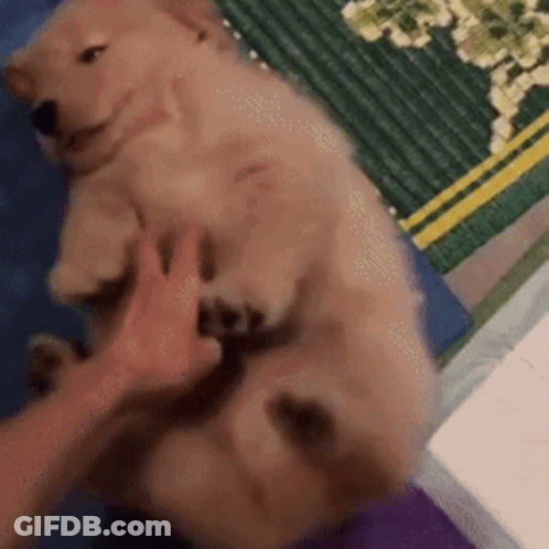 Person Petting Puppy On Bed GIF