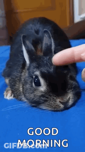 Person Petting Rabbit On Blue Surface GIF