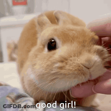 Person Petting Rabbit Saying Good Girl GIF