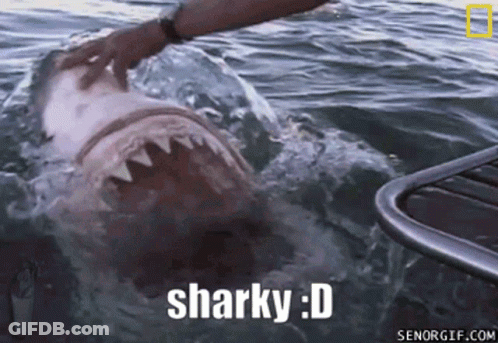 Person Petting Shark Sharky D GIF