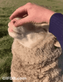 Person Petting Sheep Head In Field GIF