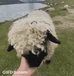 Person Petting Sheep In Field Near Water GIF