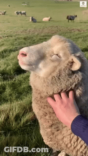 Person Petting Sheep In Field GIF