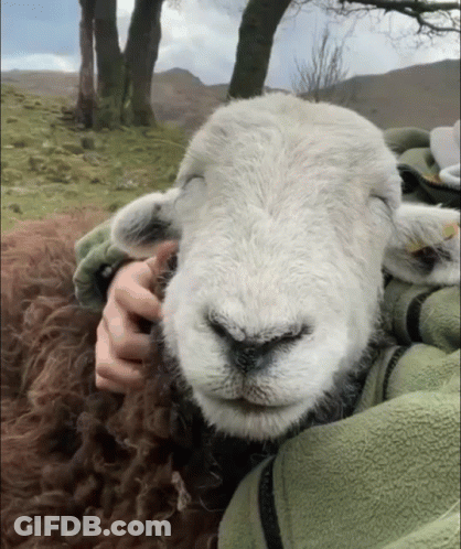 Person Petting Sheep With Yellow Tag GIF