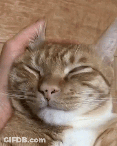 Person Petting Sleeping Cat's Head GIF