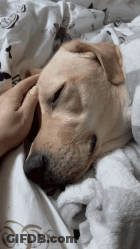 Person Petting Sleeping Dog On White Blanket GIF