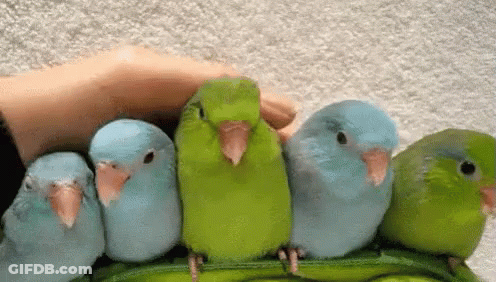 Person Petting Small Birds On Peas Pod GIF