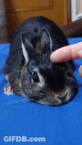 Person Petting Small Black Rabbit GIF