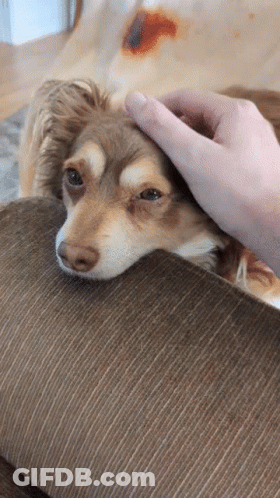 Person Petting Small Brown Dog Laying On Couch GIF