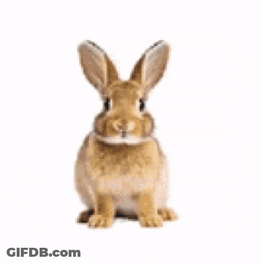 Person Petting Small Brown Rabbit GIF