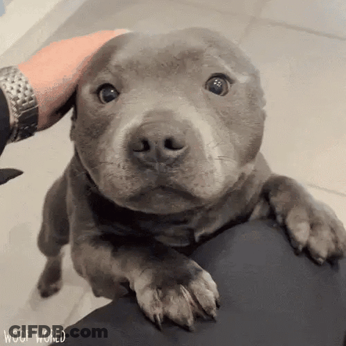 Person Petting Small Gray Dog GIF