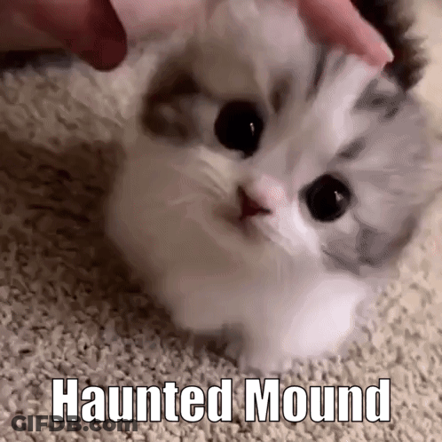 Person Petting Small Kitten On Carpet GIF