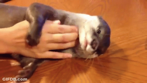 Person Petting Small Otter On Wooden Table GIF