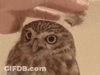 Person Petting Small Owl GIF