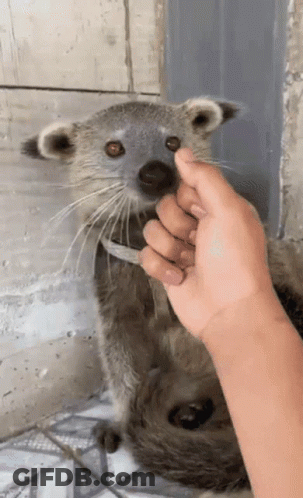 Person Petting Small Raccoon GIF