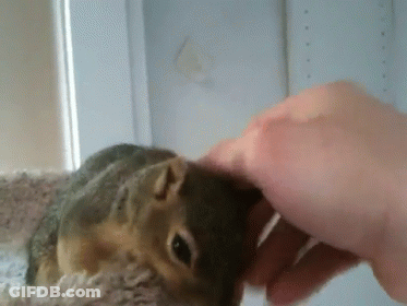 Person Petting Small Squirrel On Blanket GIF