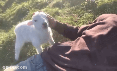 Person Petting Small White Goat In Field GIF