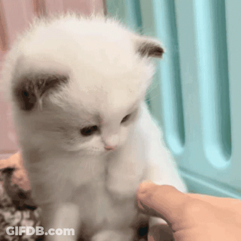 Person Petting Small White Kitten GIF