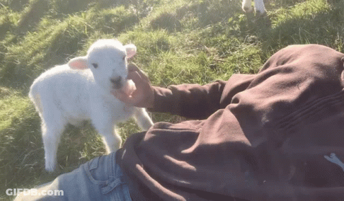 Person Petting Small White Sheep In Field GIF