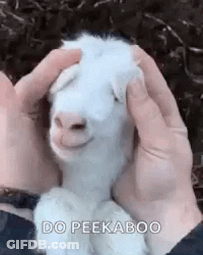 Person Petting Smiling Baby Goat GIF