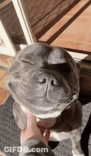 Person Petting Smiling Dog GIF