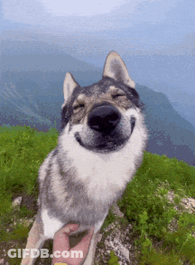 Person Petting Smiling Wolf On Hillside GIF