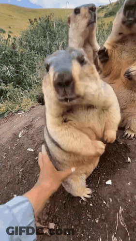 Person Petting Squirrel Standing On Hind Legs GIF