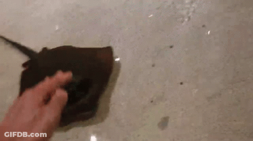 Person Petting Stingray In Water GIF