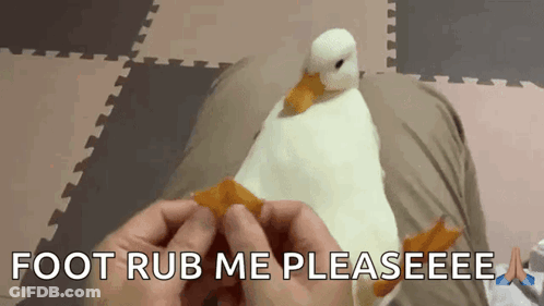 Person Petting Stuffed Duck Saying Foot Rub Me Pleaseeee GIF
