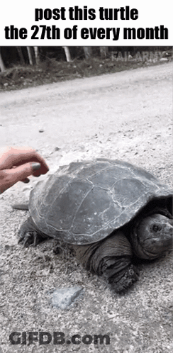 Person Petting Turtle On Dirt Road GIF